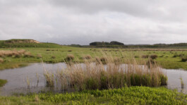 KAJ KJÆRFLORA & FAUNA