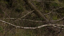 KAJ KJÆRFLORA & FAUNA