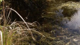 KAJ KJÆRFLORA & FAUNA