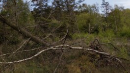 KAJ KJÆRFLORA & FAUNA