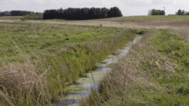 KAJ KJÆRFLORA & FAUNA