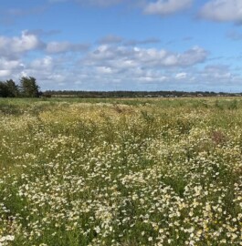 KAJ KJÆRFLORA & FAUNA