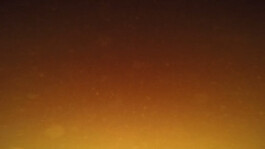 KAJ KJÆRFLORA & FAUNA