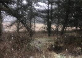 KAJ KJÆRFLORA & FAUNA